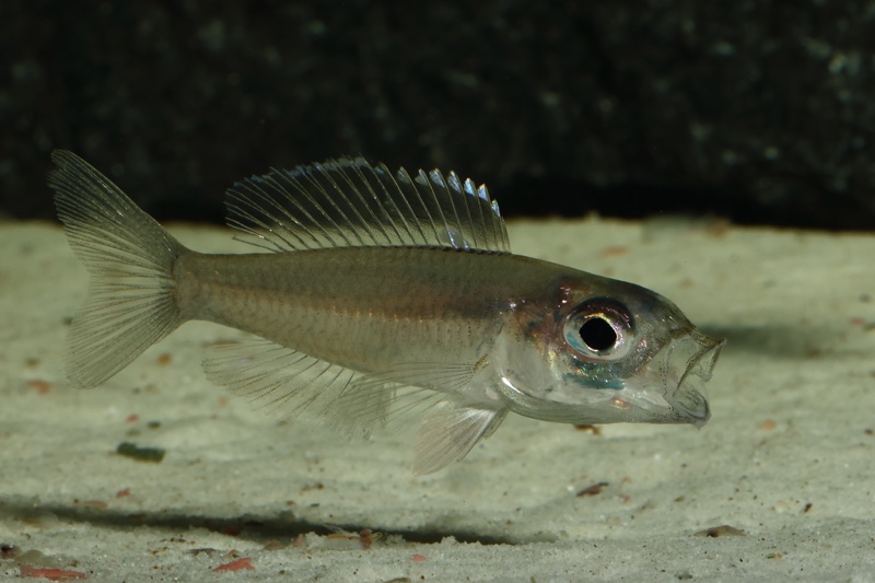 Trematocara stigmaticum 'Kigoma area'